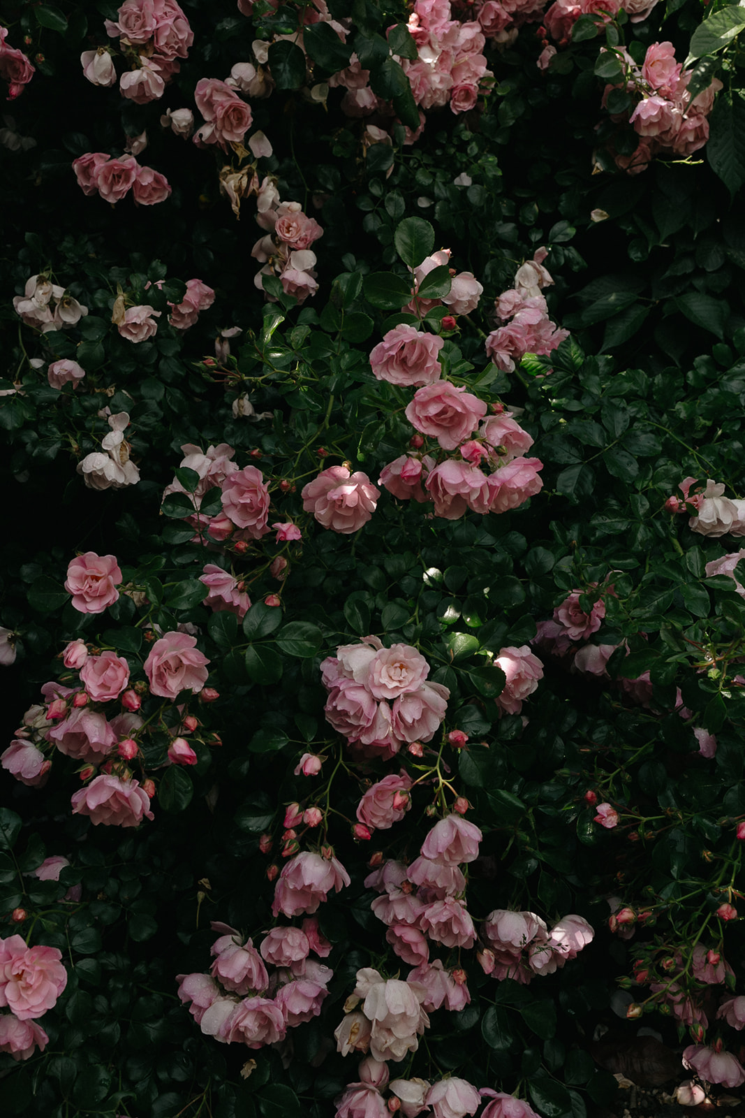 0E0A5045.jpg